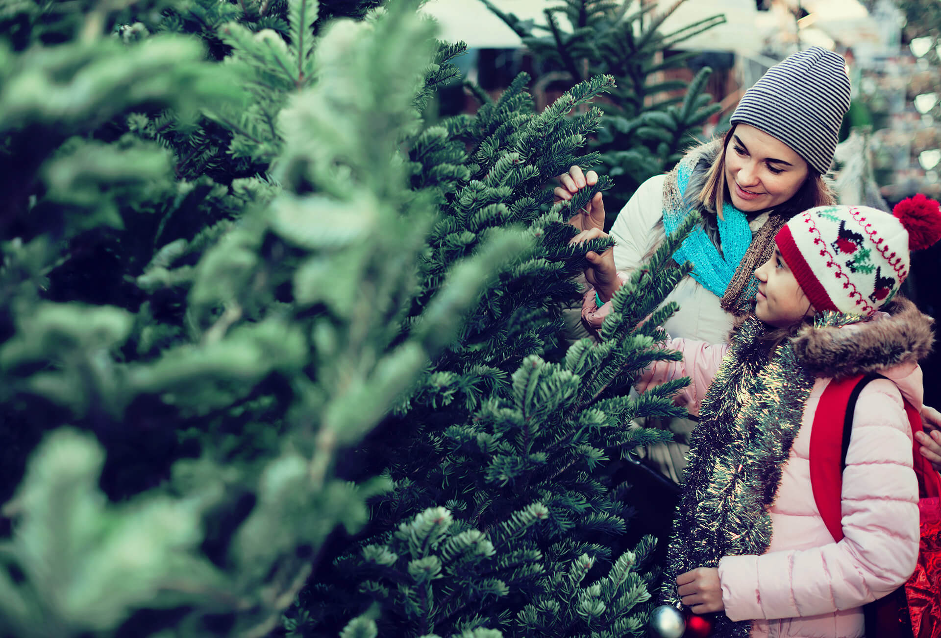 Where To Buy Fresh Christmas Trees In Bristol 2017